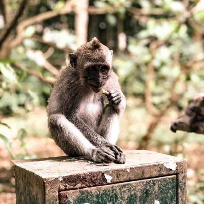 Monkey Forest Sanctuary Ubud