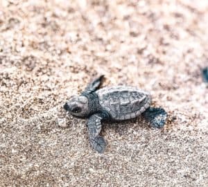 A Baby Sea Turtle In Kuta Bali At Bali Sea Turtle Society