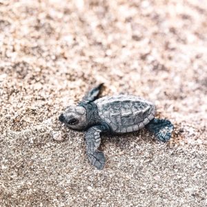 A Baby Sea Turtle In Kuta Bali At Bali Sea Turtle Society