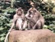 Monkey'S At Monkey Forest Sanctuary Ubud