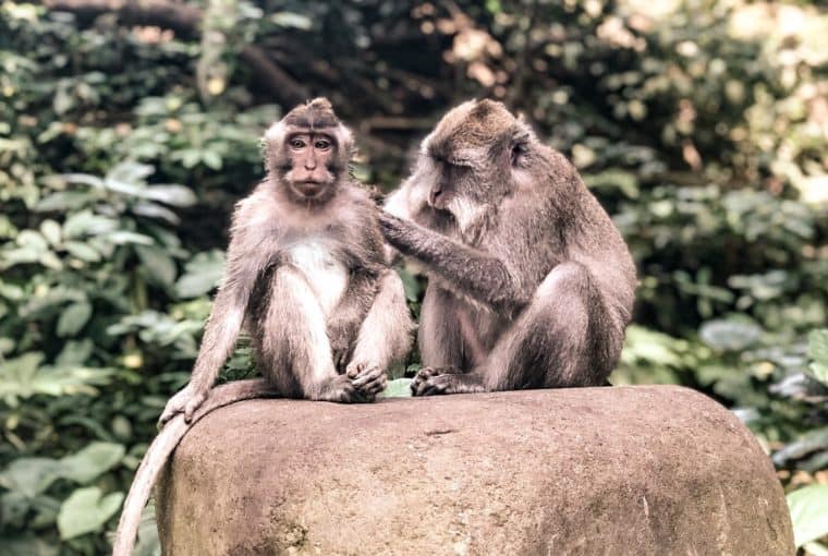 Monkey'S At Monkey Forest Sanctuary Ubud