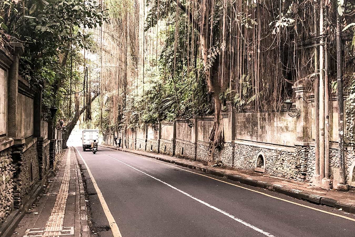 Vines Hanging Down On Ubud Bali's Roads