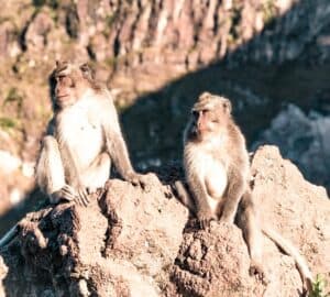 Mount Batur Sunrise Trek Monkeys
