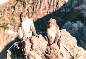 Mount Batur Sunrise Trek Monkeys